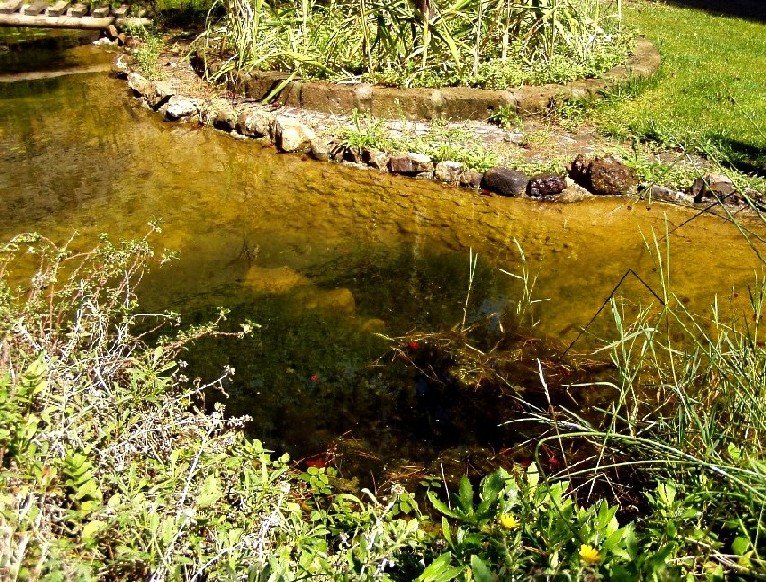 Il Laghetto del Centro di Entomologia - Piombino (LI)